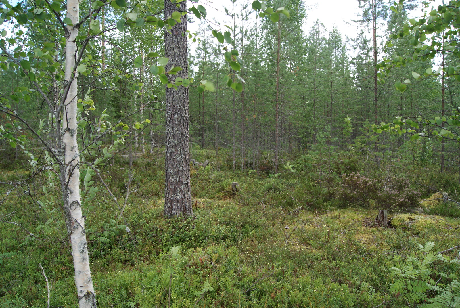 Tiheäkasvuisen mäntymetsän edustalla on koivu.