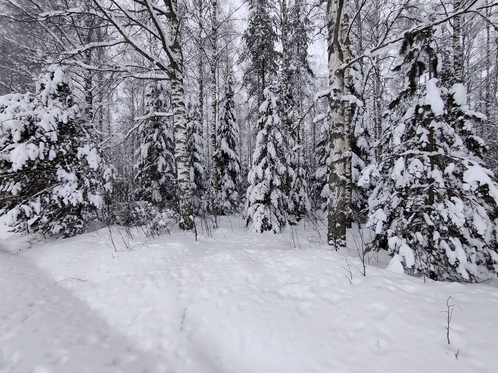 Koivut ja kuuset ovat lumen peitossa talvisessa metsässä.