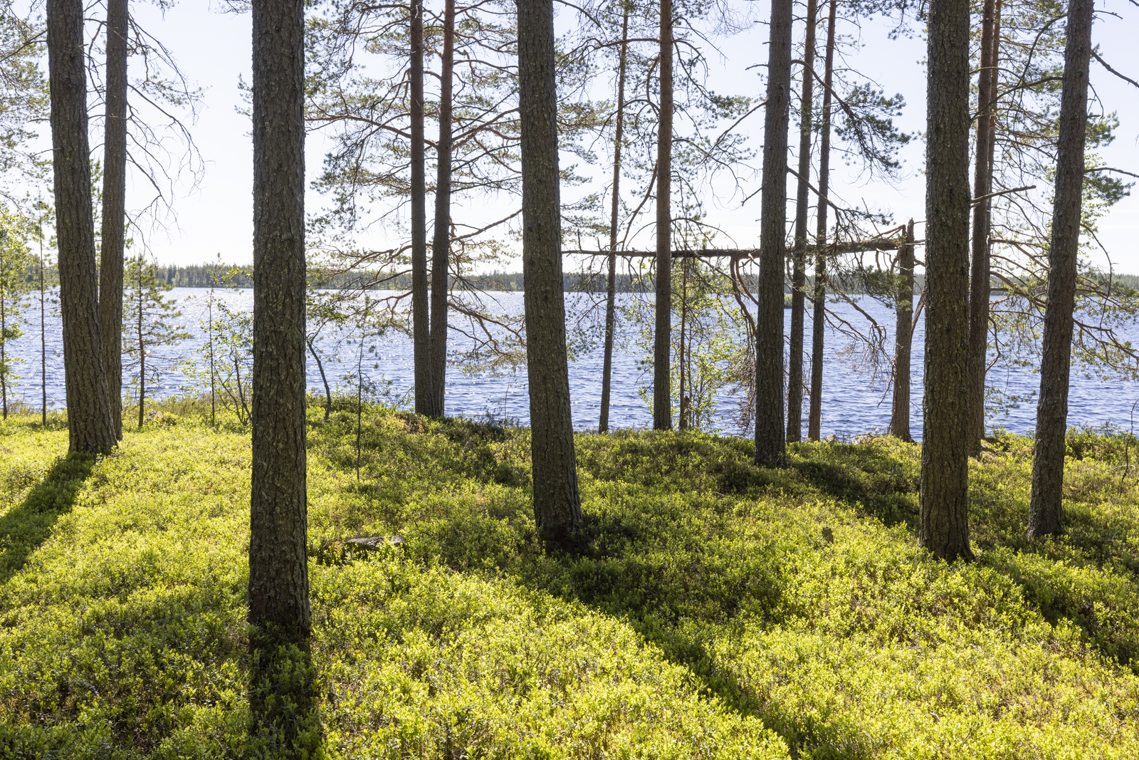 Rannassa väljästi kasvavien mäntyjen takana avautuu kesäinen järvimaisema.