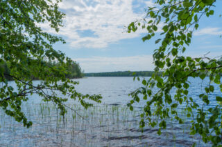 Lehtipuiden oksat reunustavat kesäistä järvimaisemaa.