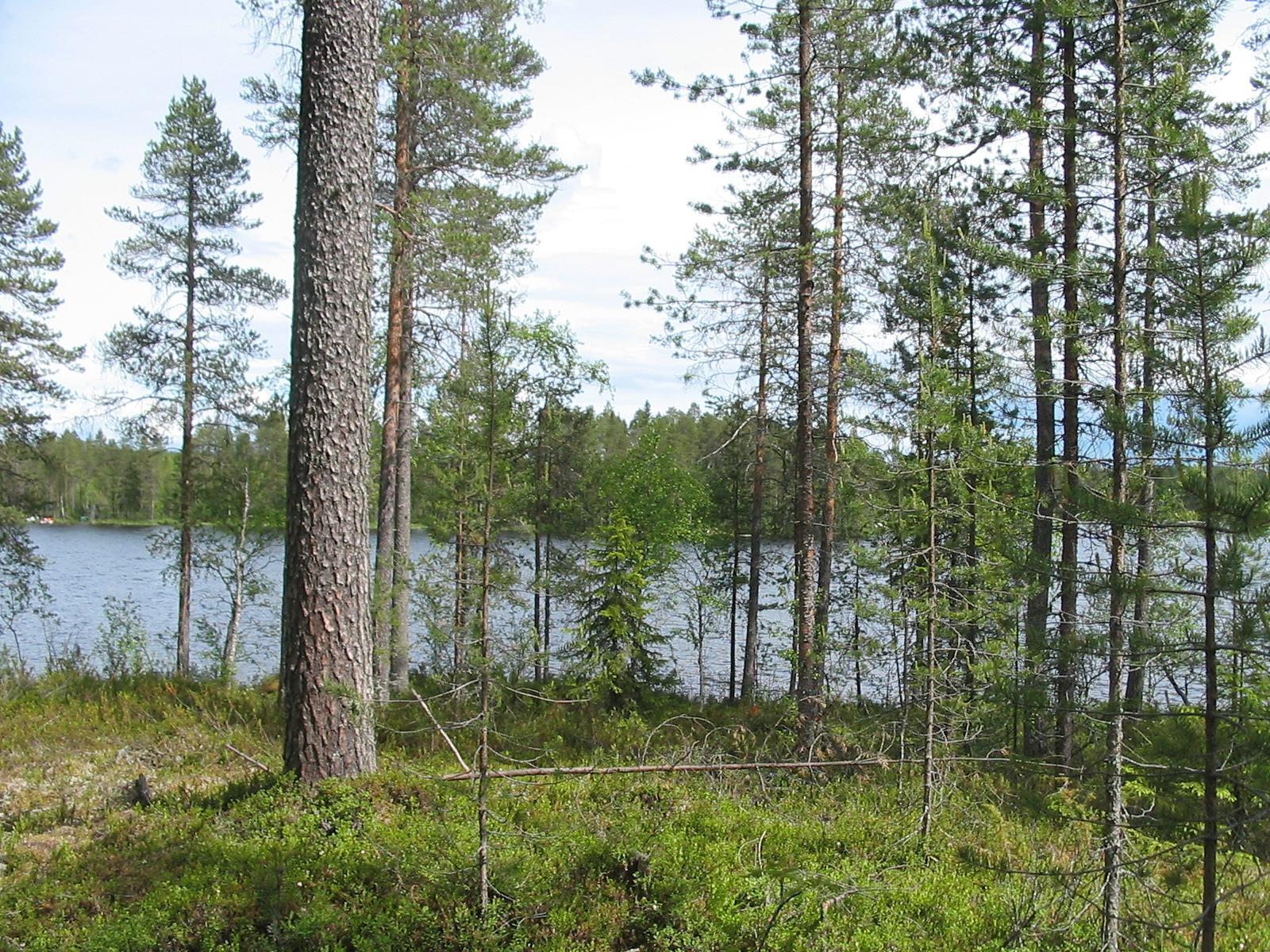 Rannassa kasvavien havupuiden takana avautuu kesäinen järvimaisema.