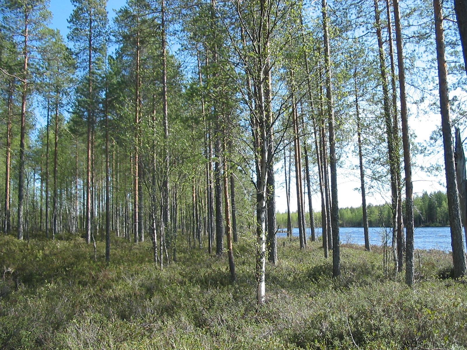 Rannassa väljästi kasvavien mäntyjen ja koivujen takana avautuu kesäinen järvimaisema.