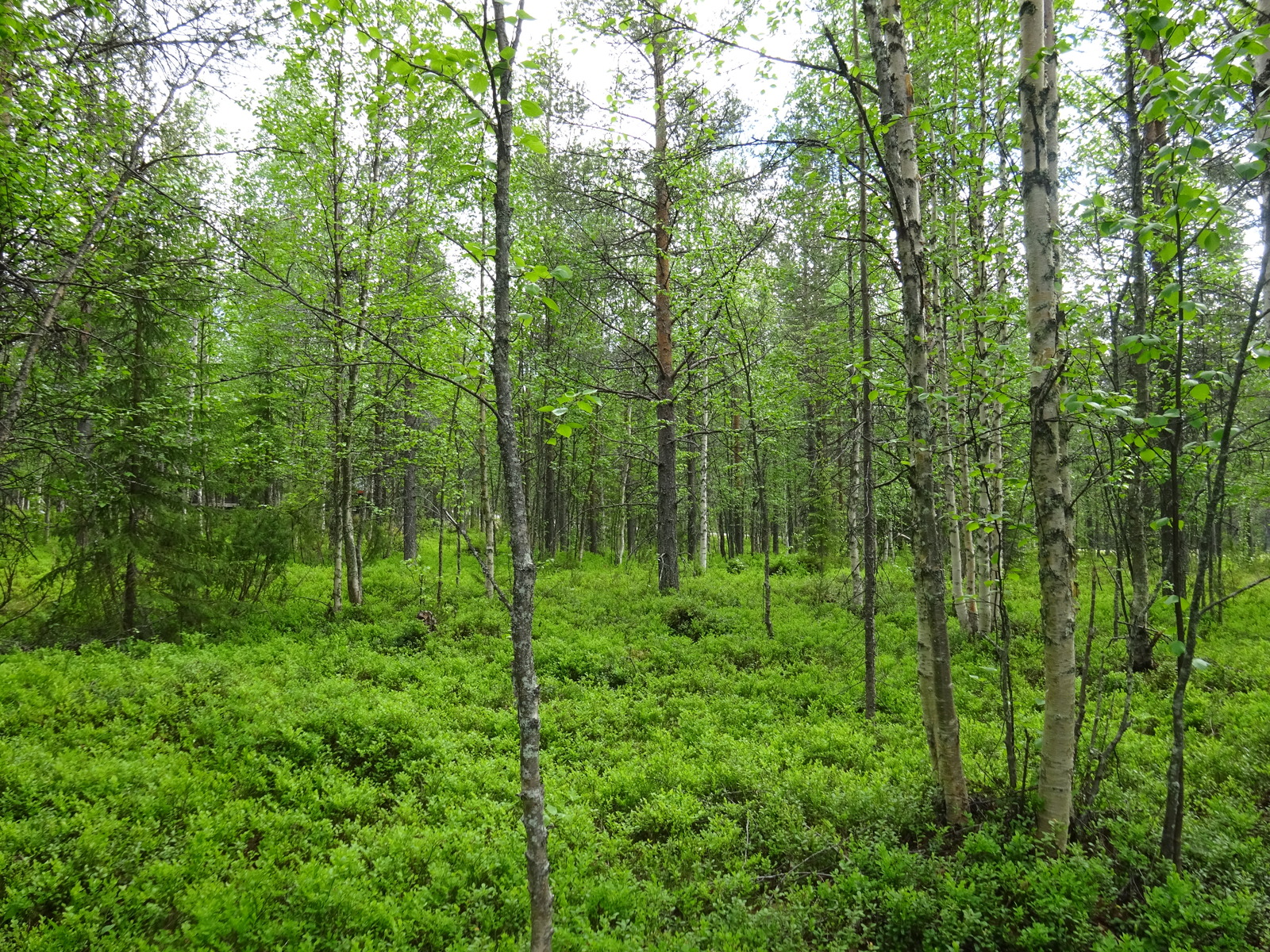 Kesäisessä sekametsässä kasvaa kuusia, mäntyjä, katajia ja koivuja.