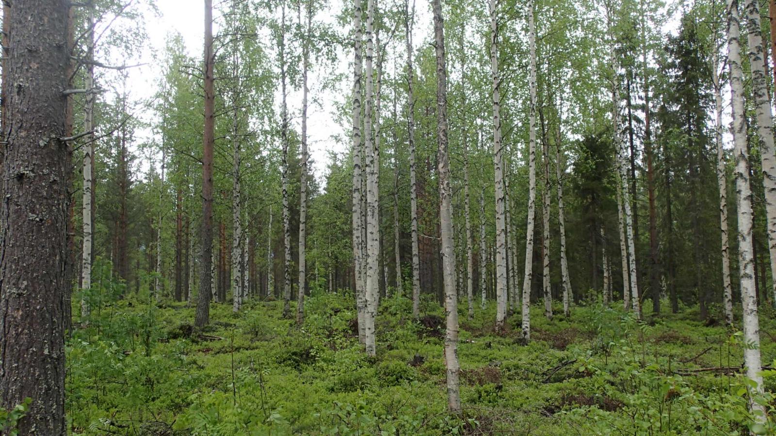 Kesäisessä sekametsässä kasvaa koivuja, kuusia ja mäntyjä.