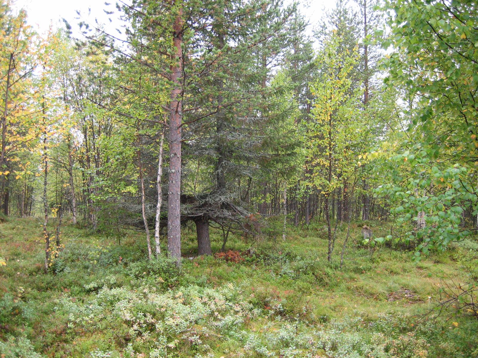 Sekametsässä kasvaa eri-ikäisiä kuusia ja koivuja, joissa on ruskan sävyjä.