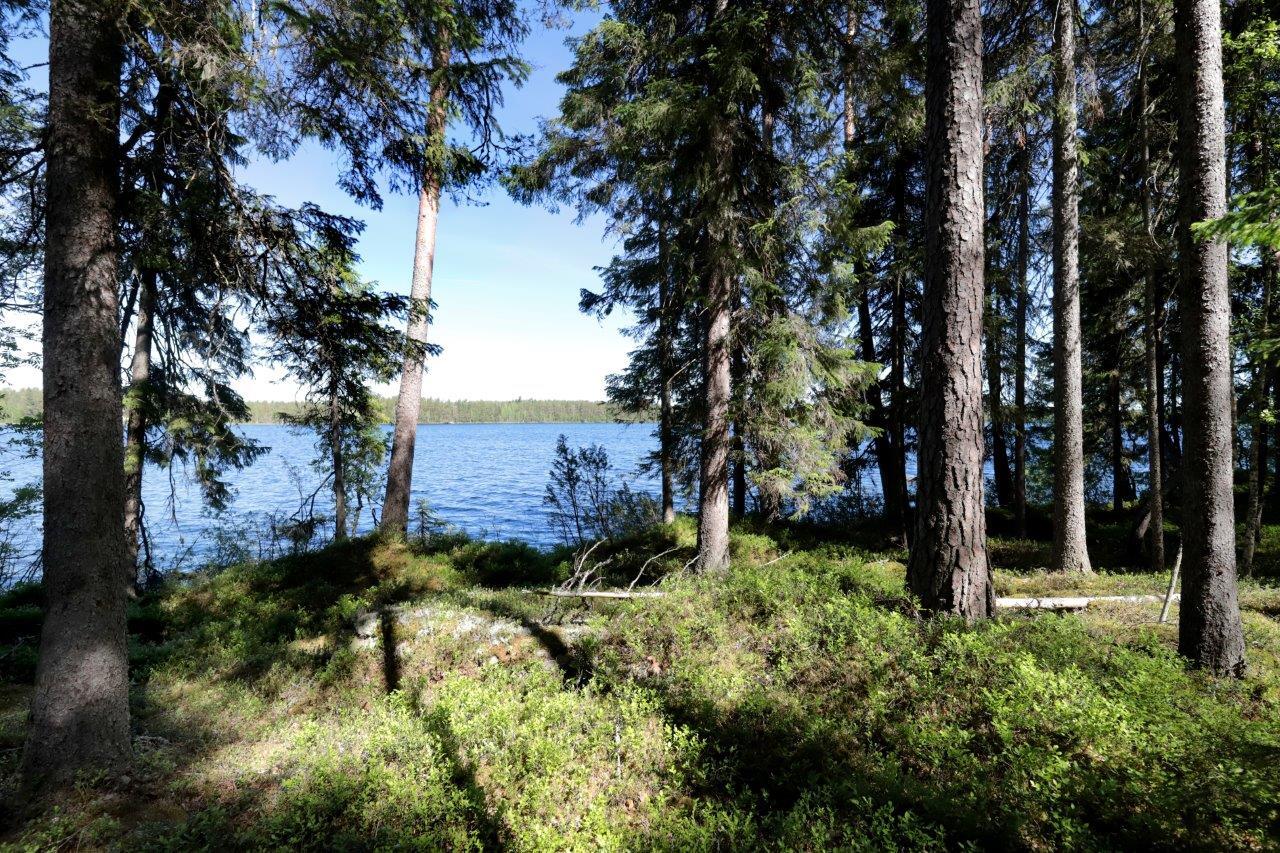 Rannalla kasvaa suuria havupuita, joiden takaa avautuu kesäinen järvimaisema.