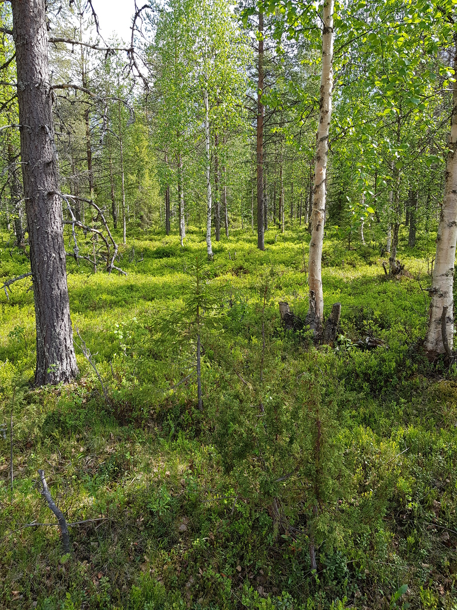 Aurinko paistaa sekametsään, jossa kasvaa koivuja, kuusia ja mäntyjä.