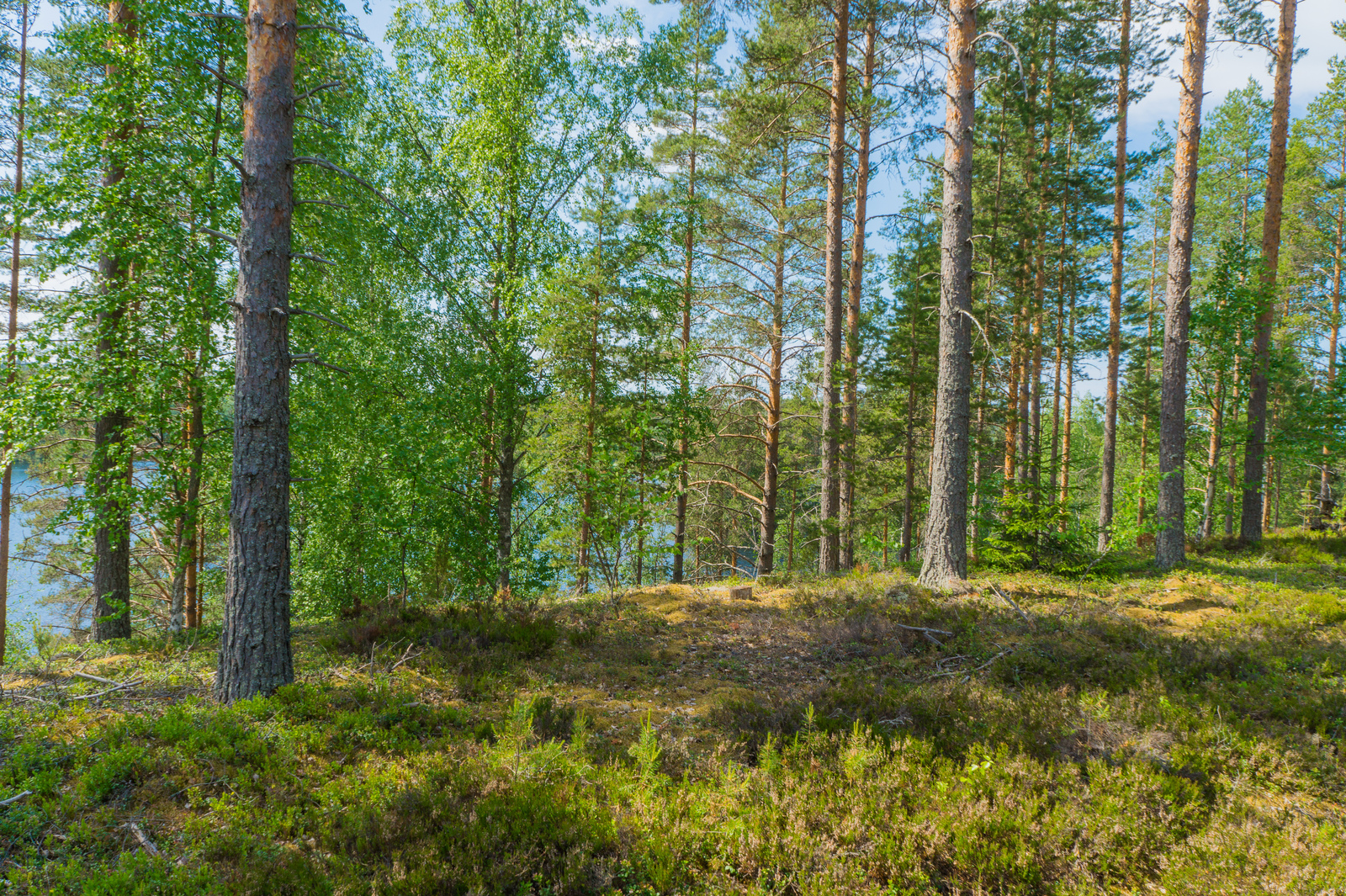 Aurinkoisessa rinteessä kasvavan kesäisen sekametsän takana häämöttää järvimaisema.