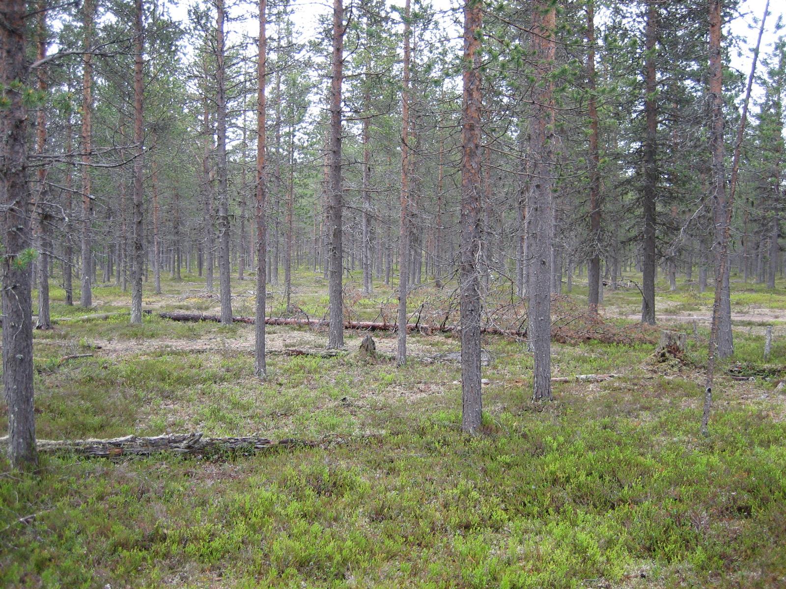 Kaatuneita mäntyjä kangasmetsässä.