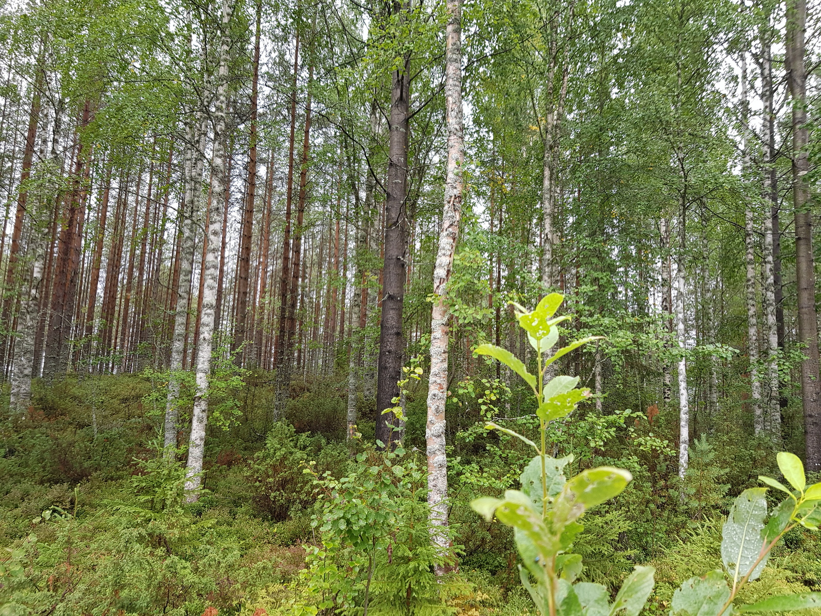 Mäntyvaltaisessa metsässä kasvaa myös koivuja ja katajia. Etualalla on pajuja.