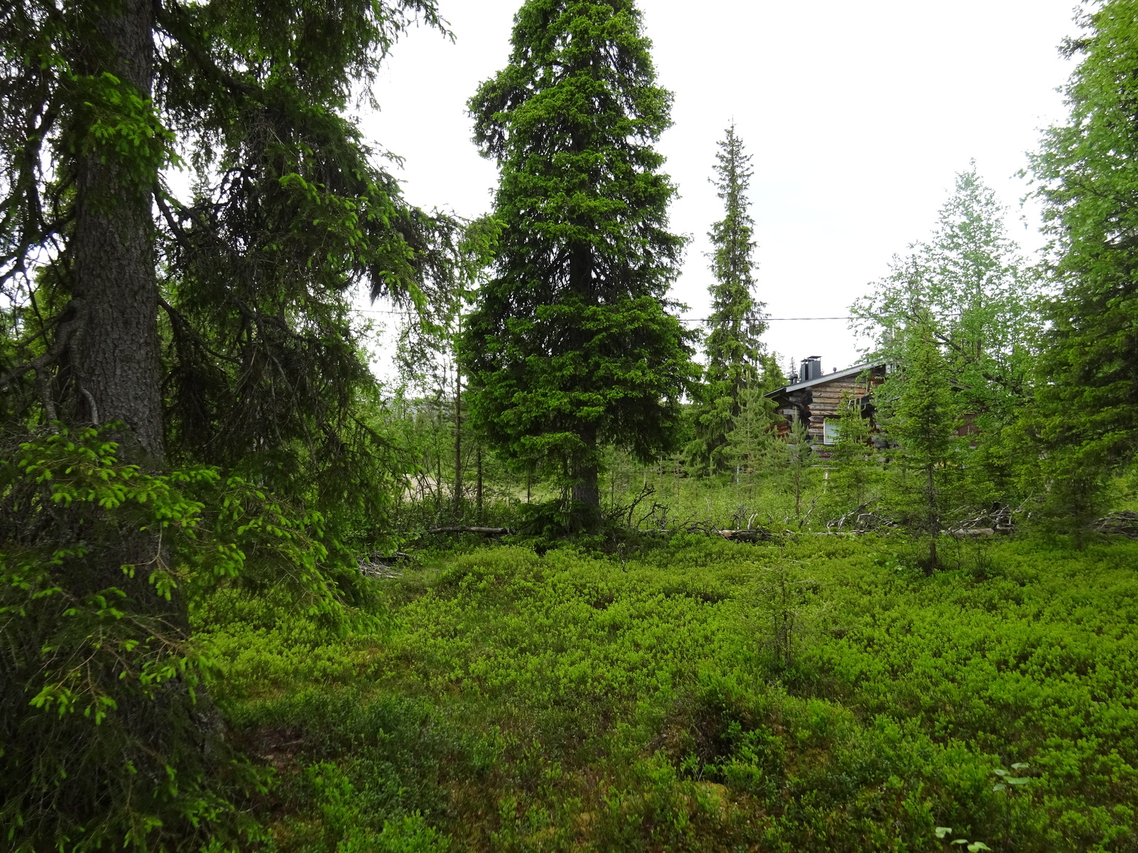 Kuusivaltaisen metsän aluskasvillisuutena on mustikanvarpuja. Takaoikealla on hirsimökki.