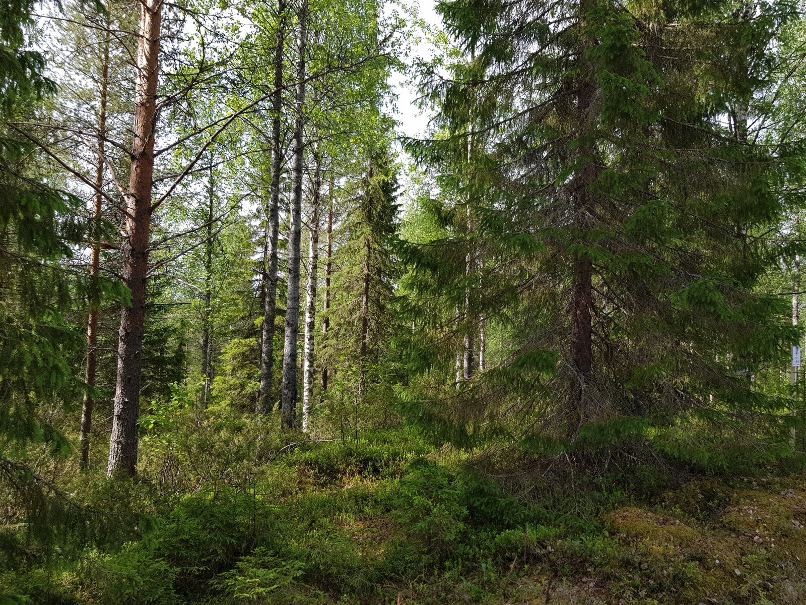 Vehreässä sekametsässä kasvaa koivuja, haapoja, mäntyjä ja leveitä kuusia. Aurinko paistaa metsään.