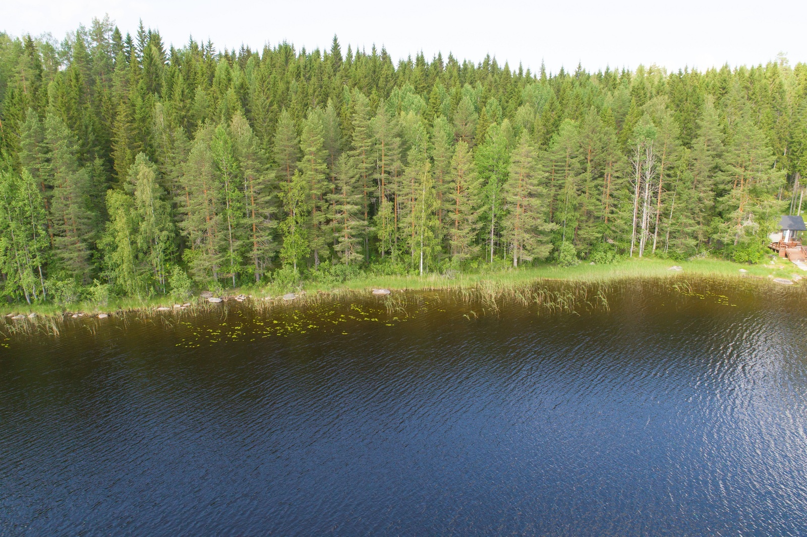 Vehreä sekametsä reunustaa järveä. Rantavedessä kasvaa vesikasveja. Oikealla on mökki. Ilmakuva.