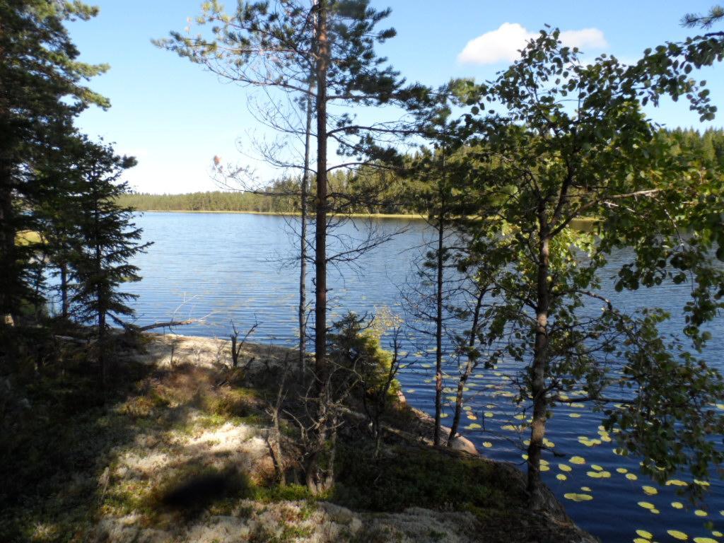 Rantakalliolla kasvavien puiden takana avautuu kesäinen järvimaisema. Rantavedessä kasvaa ulpukoita.