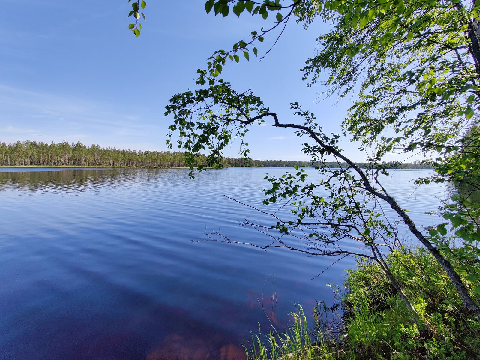 Koivun oksat kaartuvat kohti kesäistä järvimaisemaa. Vastarannan metsä heijastuu veteen.