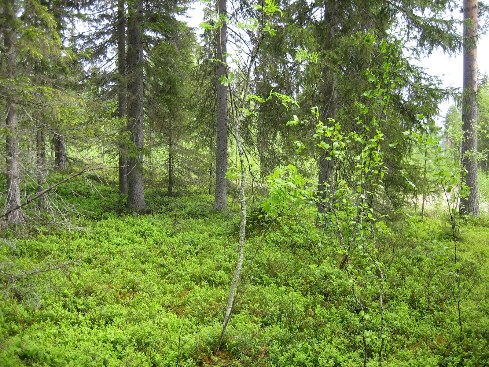 Kesäisessä sekametsässä kasvaa koivuja, kuusia ja mäntyjä.