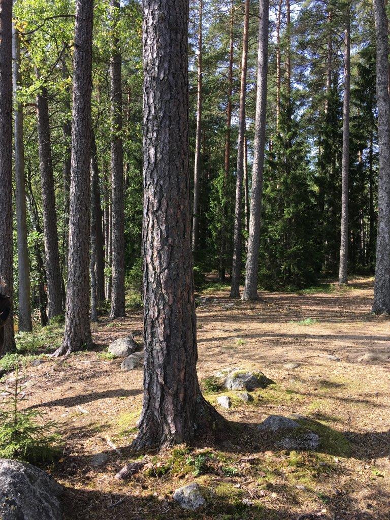 Havupuuvaltainen metsä kasvaa osin kivisessä maastossa. Etualalla on kulunut maanpinta.