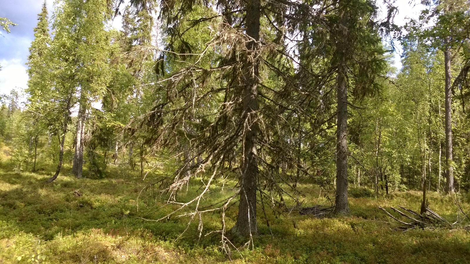 Kesäisessä sekametsässä kasvaa koivuja ja kuusia.