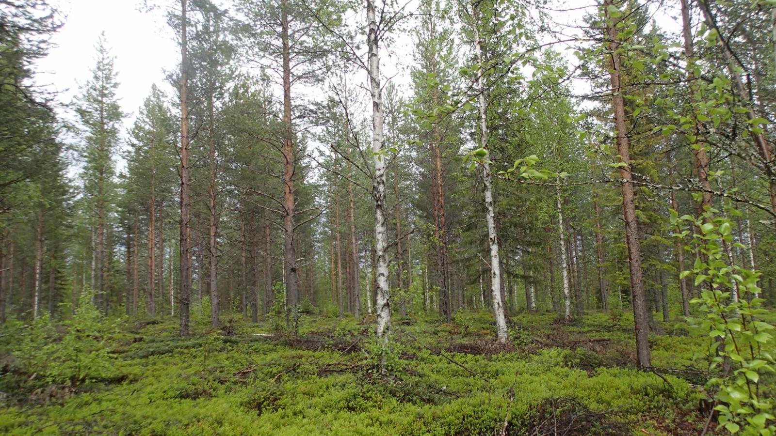 Kesäisessä sekametsässä kasvaa koivuja, kuusia ja mäntyjä.