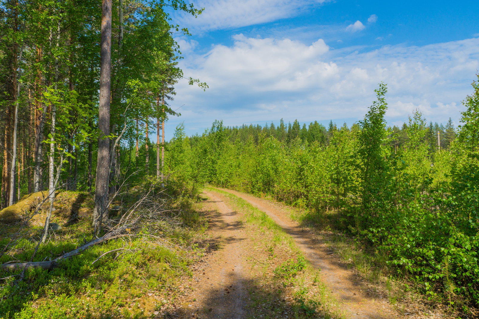 Hiekkatien oikealla puolella on matalaa taimikkoa ja vasemmalla puolella korkeita puita.