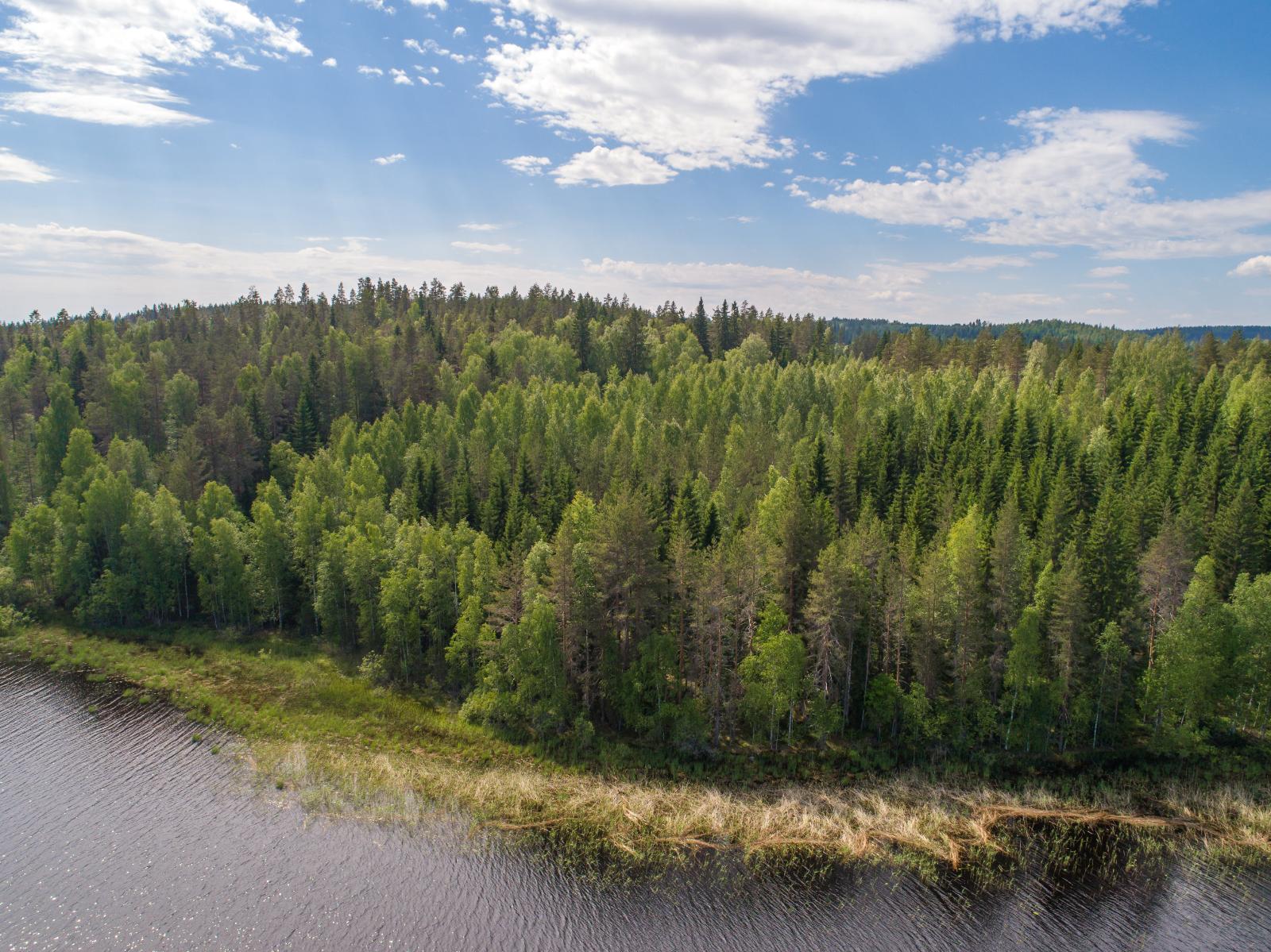 Järven rantaviivasta alkava kesäinen sekametsä kasvaa loivasti kumpuilevassa maastossa. Ilmakuva.