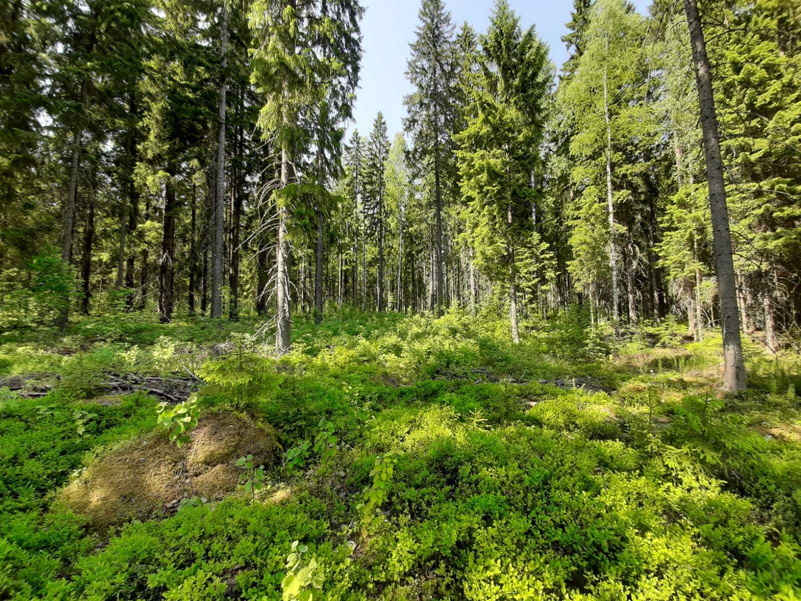 Kesäisessä kuusimetsässä kasvaa myös koivuja. Aluskasvillisuutena on runsaasti mustikanvarpuja.