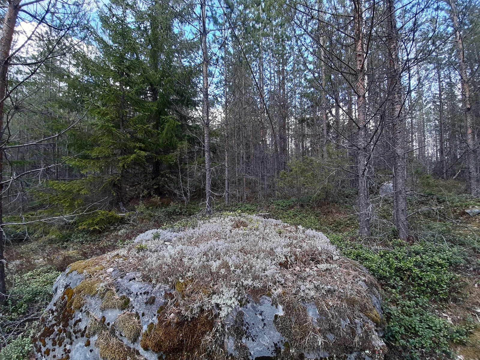 Kivilohkareita ja sekametsä