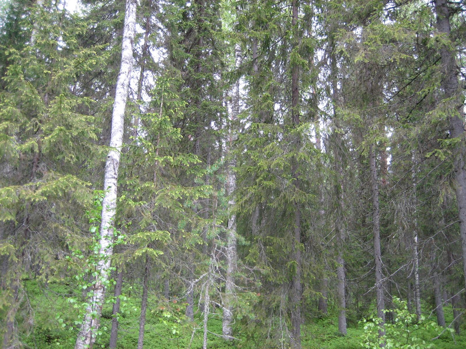 Kuusivaltaisessa metsässä kasvaa myös koivuja.