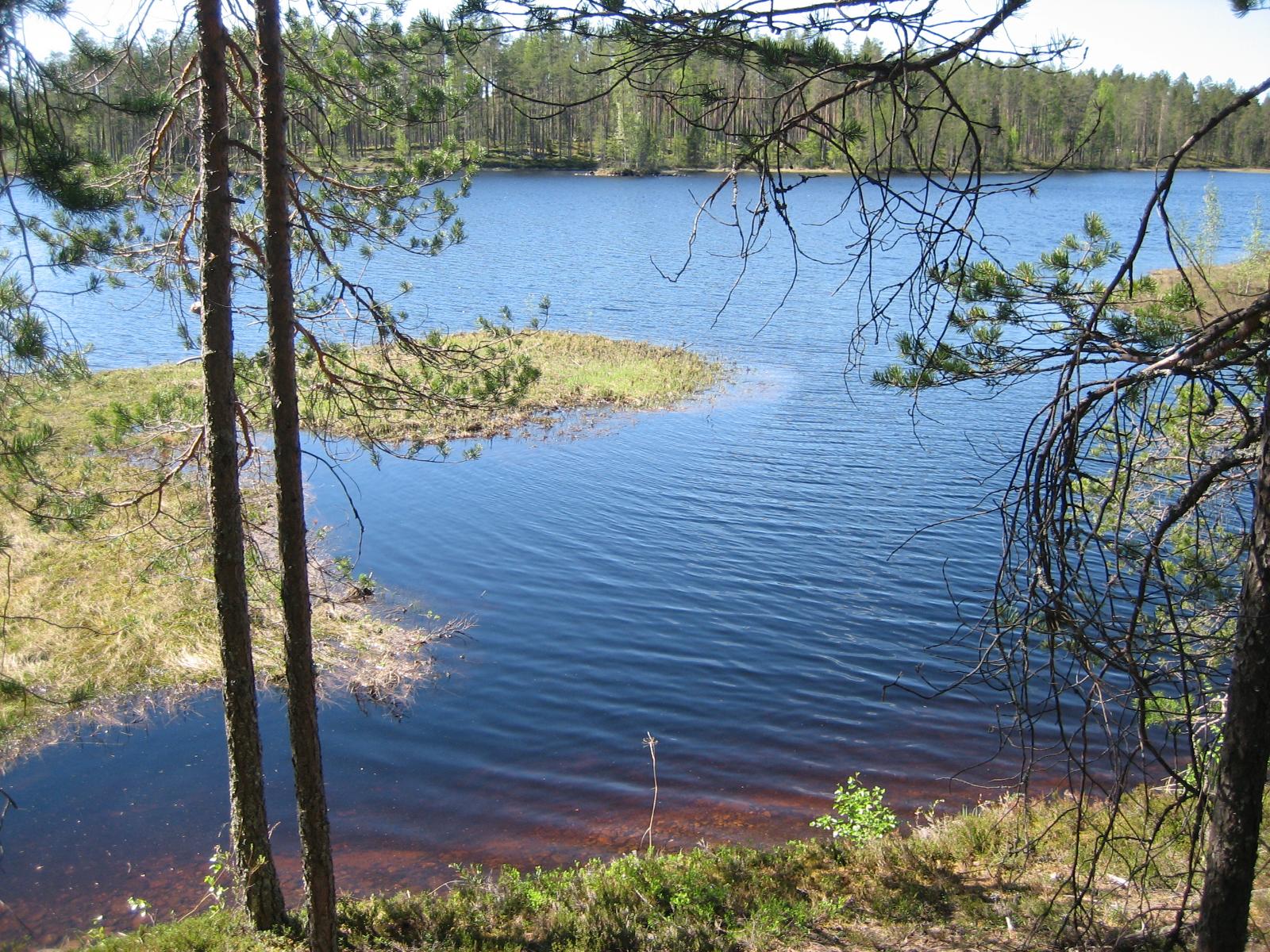 Kolmen rannassa kasvavan männyn takana avautuu kesäinen järvimaisema. Rantaviiva mutkittelee.