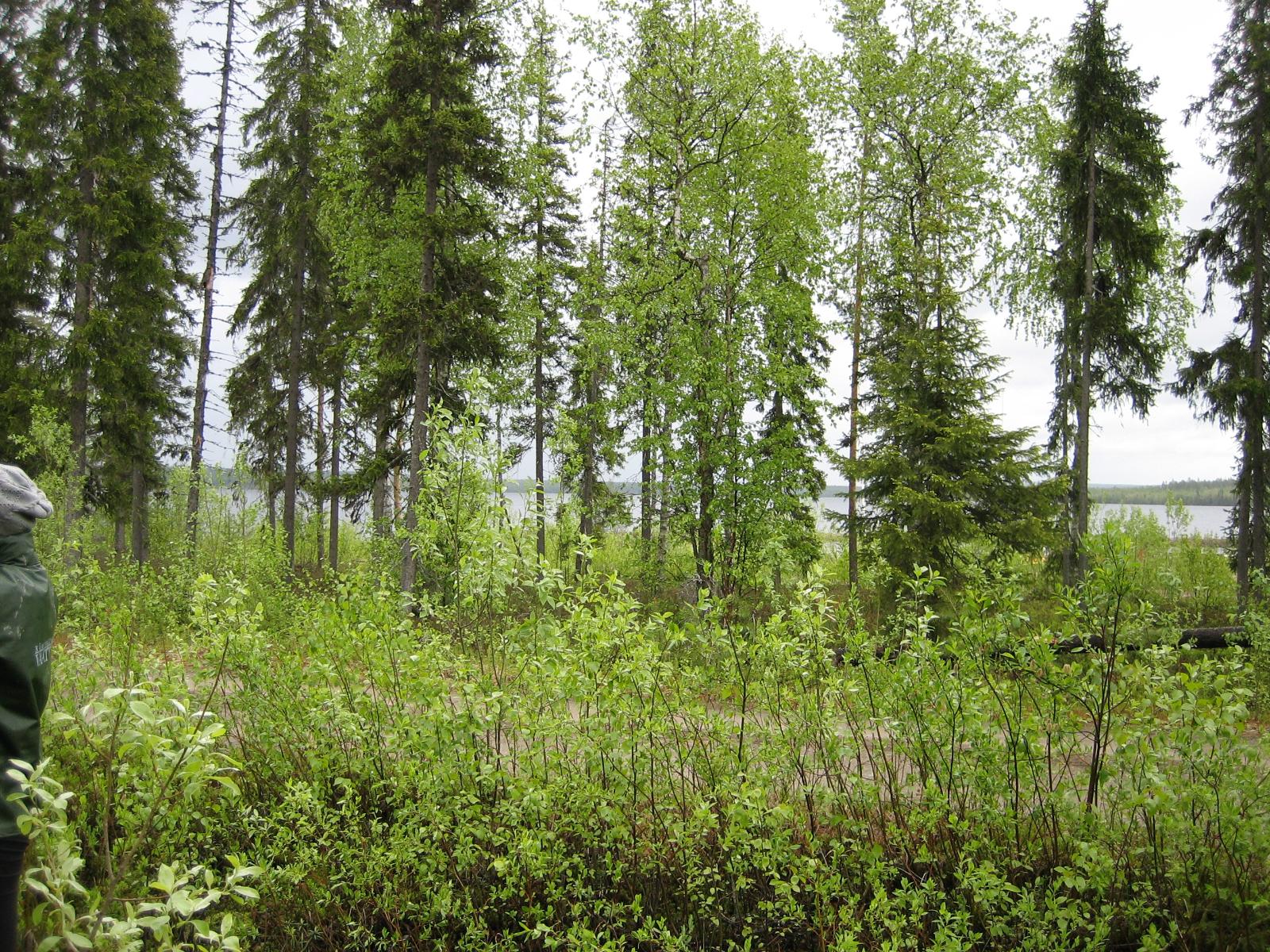 Rannan tuntumassa kasvavien koivujen ja kuusten takana häämöttää järvi. Etualalla on pajukkoa.