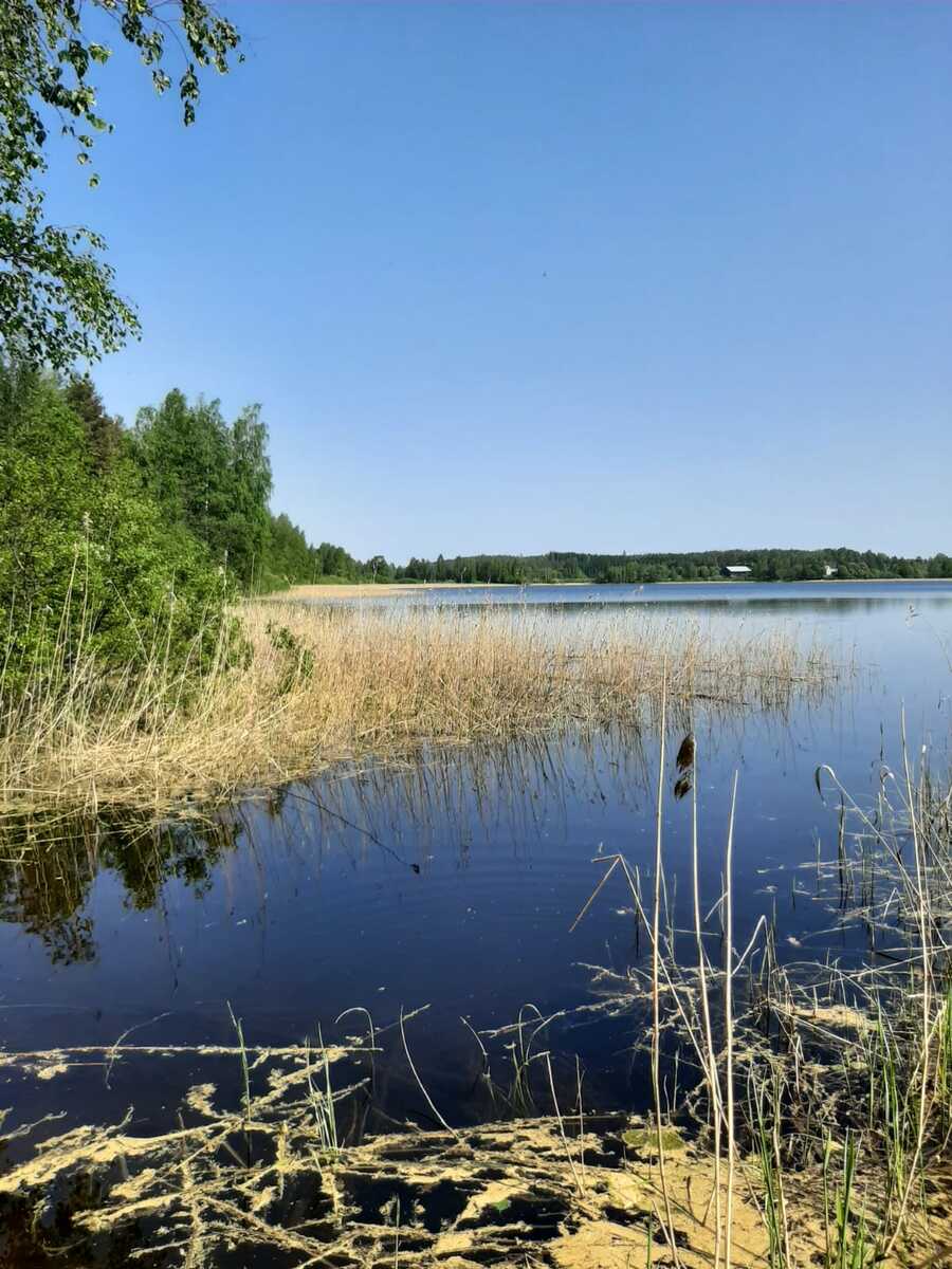 Pilvettömän päivän järvimaisemassa ruovikko ja lehtipuumetsä kohtaavat rantaviivassa.