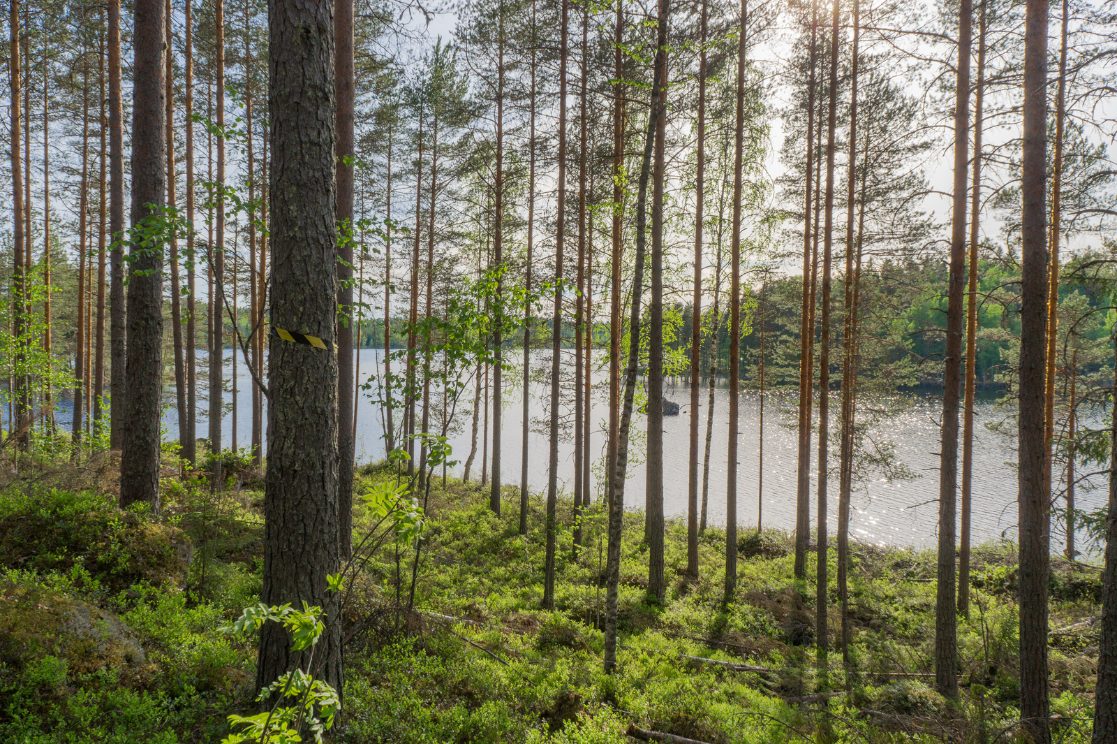 Rantaan laskeutuvassa loivassa rinteessä kasvaa mäntyjä ja koivuja. Järvessä on kivi.