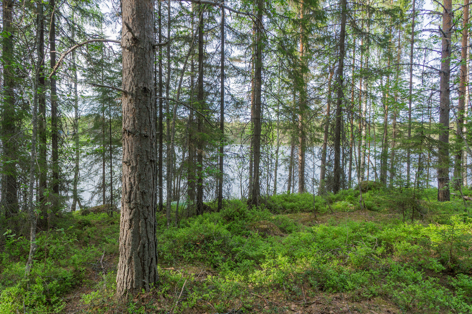 Rannassa kasvavien koivujen, mäntyjen ja kuusten takana avautuu kesäinen järvimaisema.