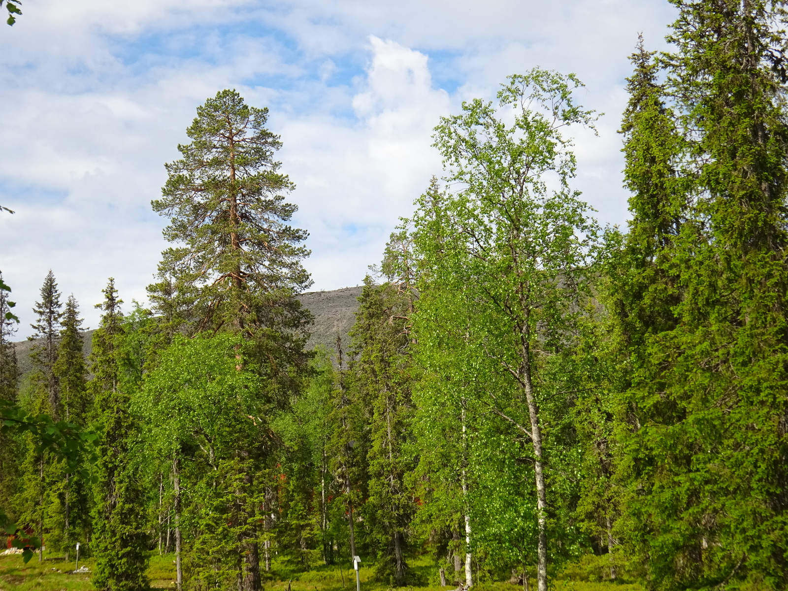 Vehreiden koivujen ja havupuiden takana häämöttää tunturimaisema.