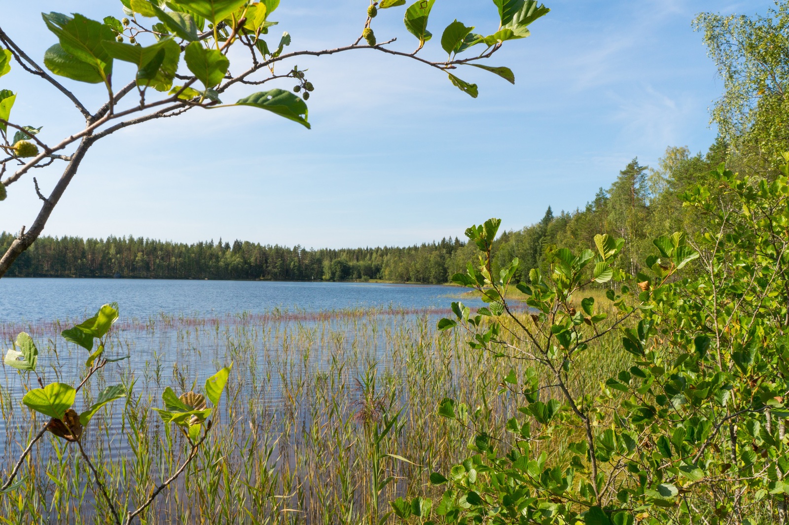 Rannassa kasvavat lepät reunustavat kesäistä järvimaisemaa. Rantavedessä kasvaa järviruokoa.