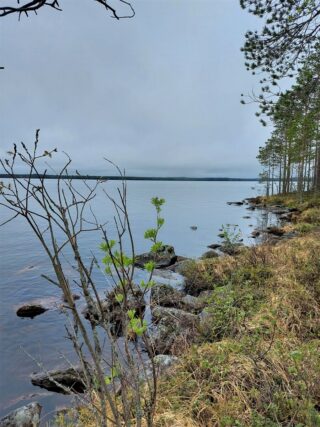 Kivisessä rantaviivassa kasvaa mäntyjä ja nuoria lehtipuita, joiden takana avautuu järvimaisema.