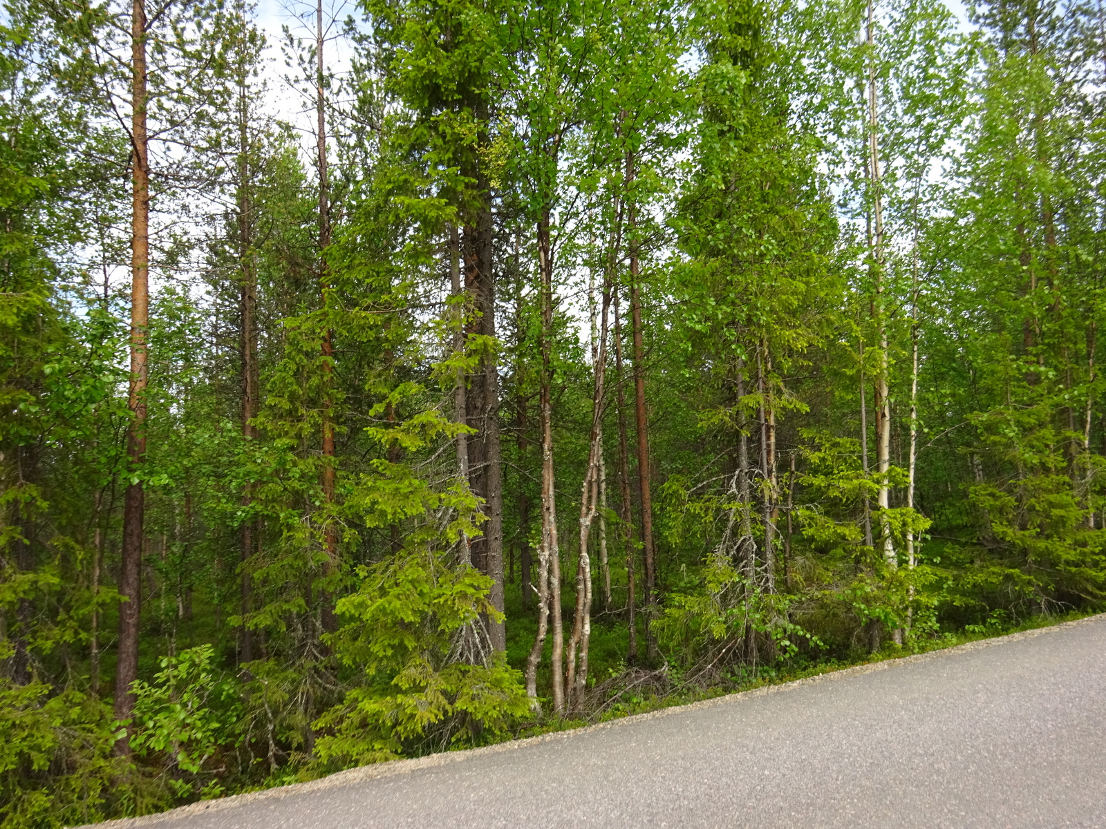 Asfaltoitua tietä reunustaa kesäinen sekametsä, jossa kasvaa koivuja, kuusia ja mäntyjä.