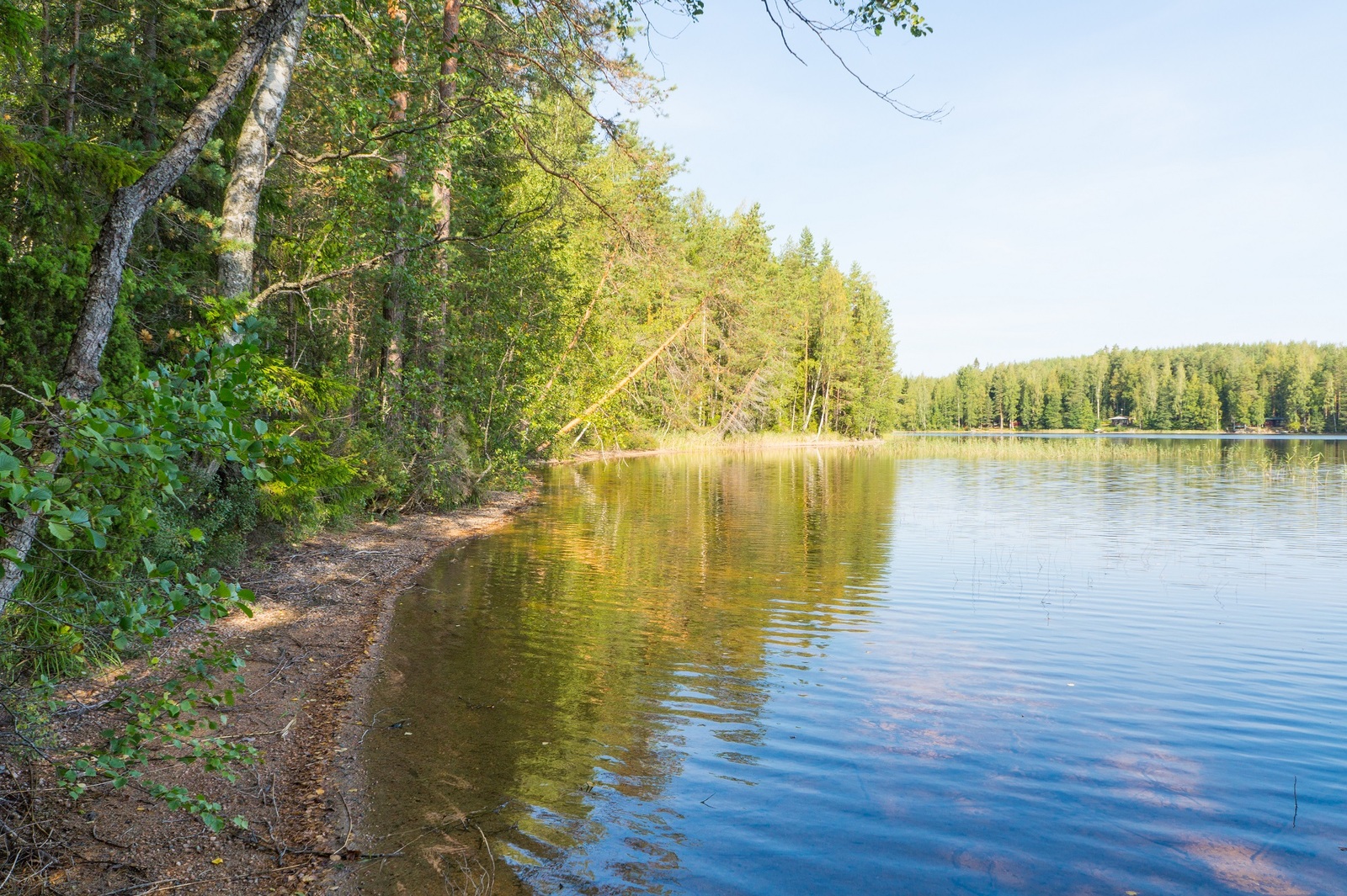 Järveä reunustava kesäinen metsä ja lähes pilvetön taivas heijastuvat veteen. Etualalla hiekkaranta.