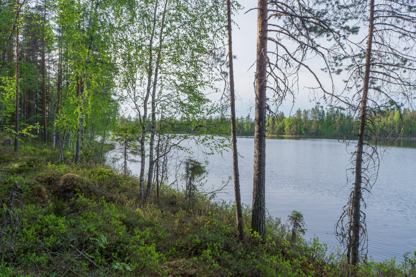 Rannassa kasvavien koivujen ja mäntyjen takana avautuu kesäinen järvimaisema.
