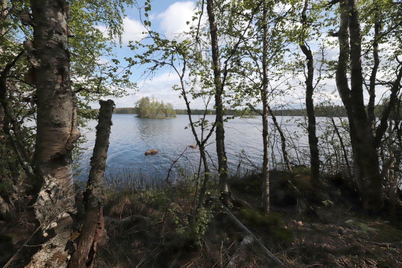 Rannassa kasvavien lehtipuiden takana avautuu kesäinen järvimaisema.