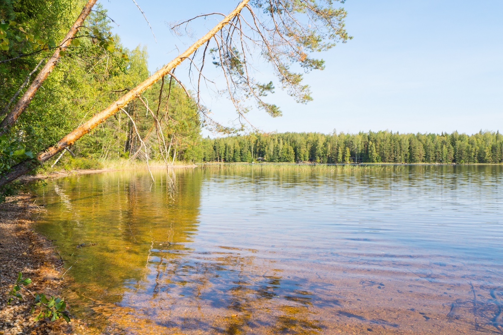 Kesäinen metsä reunustaa hiekkapohjaista järveä. Suuri määnty on kaartunut kohti järven pintaa.