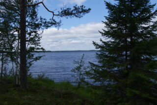 Mänty ja leveä kuusi reunustavat kesäistä järvimaisemaa. Taivas on puolipilvinen.