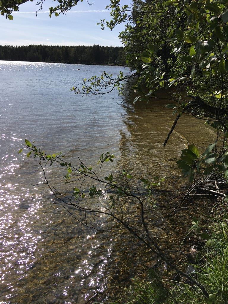 Puiden oksat reunustavat kesäistä järvimaisemaa. Kirkkaan veden läpi erottuu järven hiekkapohja.