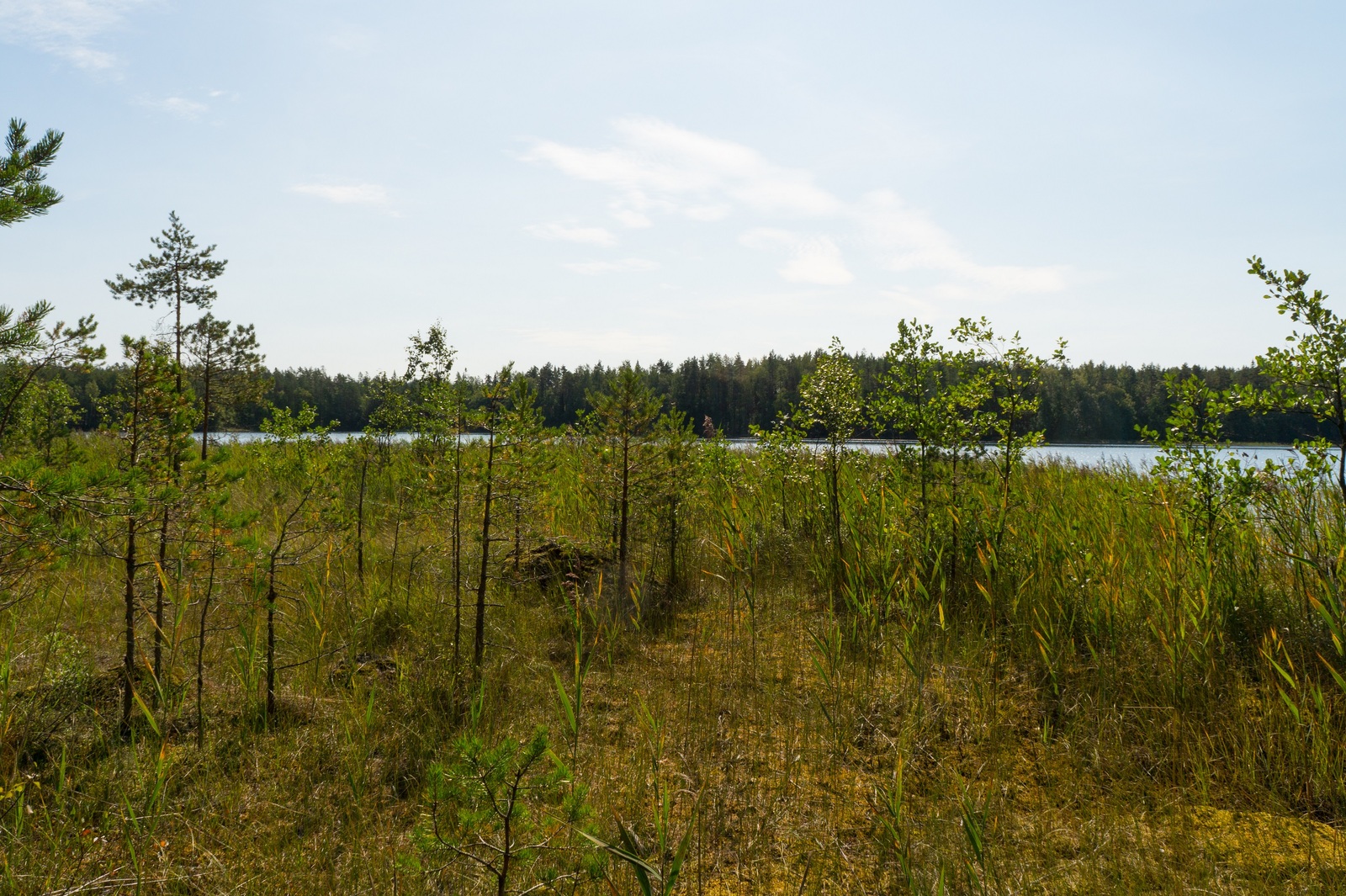 Järven rannalla on kosteikko, jolla kasvaa nuoria mäntyjä.