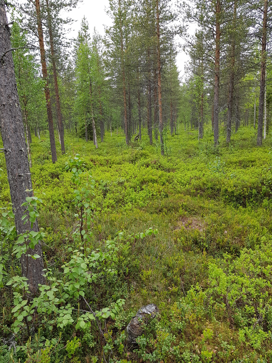 Mäntyvaltaisen metsän aluskasvillisuutena on mustikanvarpuja.