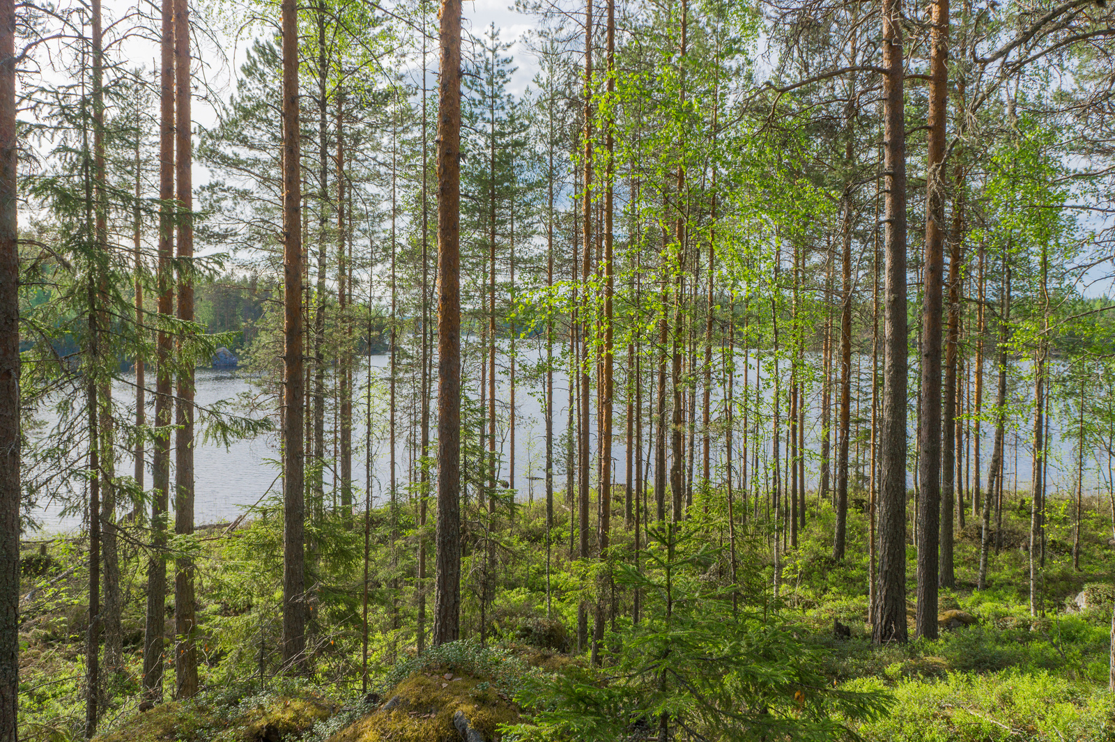 Rantaan laskeutuvassa loivassa rinteessä kasvaa kesäinen sekametsä. Sen takana avautuu järvimaisema.