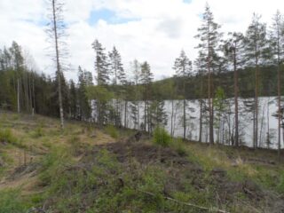 Rantaan laskeutuvassa rinteessä kasvaa karsittu metsä. Taustalla avautuu järvimaisema.