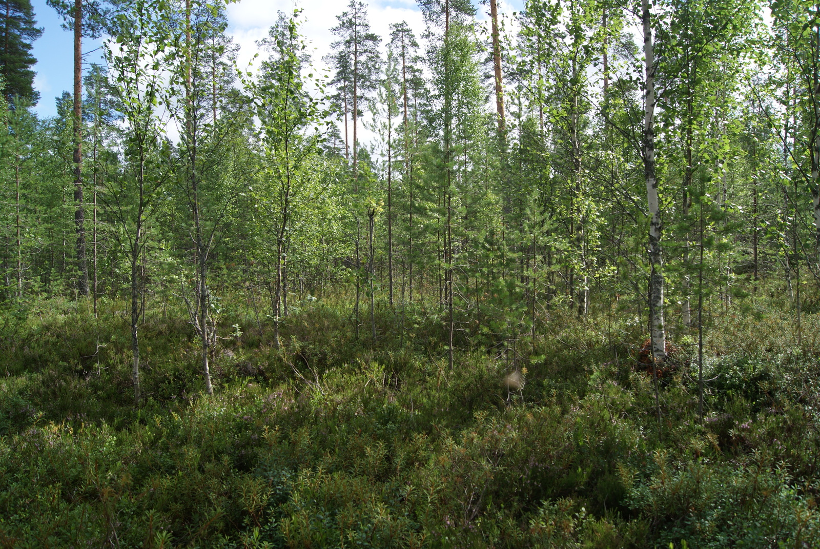 Aurinko paistaa kesäiseen nuoreen sekametsään.