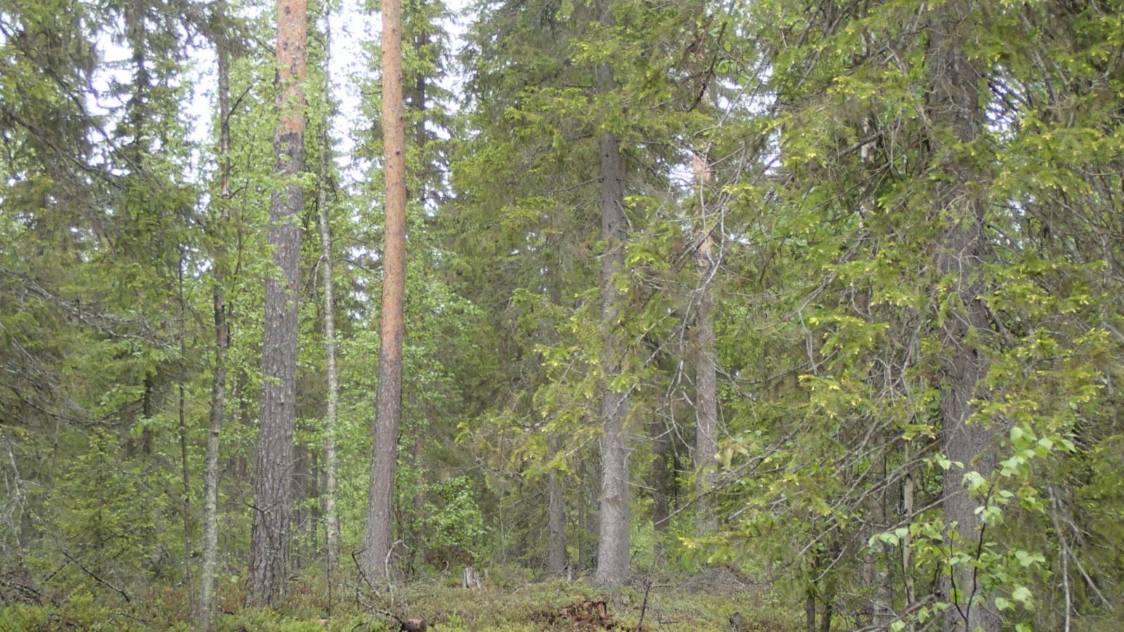 Kuusivaltaisessa metsässä kasvaa myös koivuja ja mäntyjä.