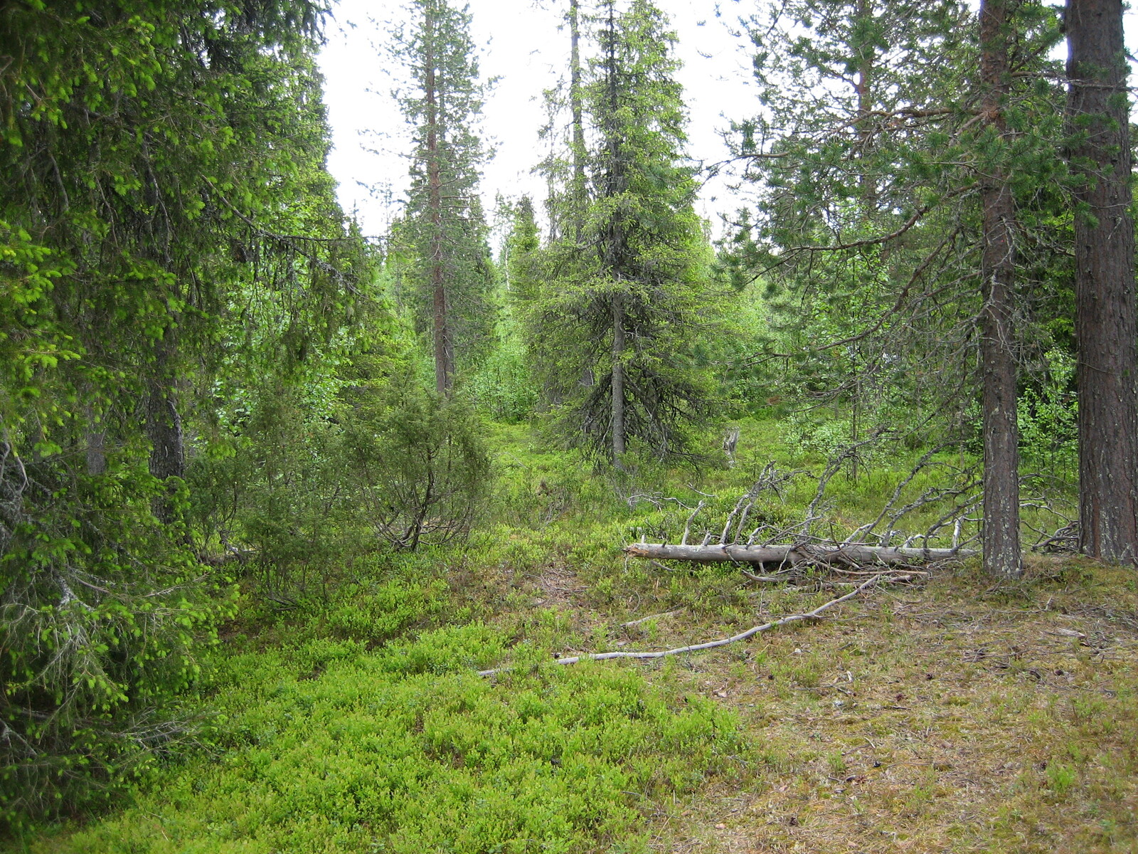 Kuusivaltaisessa metsässä kasvaa myös katajia ja nuoria koivuja. Maassa on vanha kaatunut kelo.